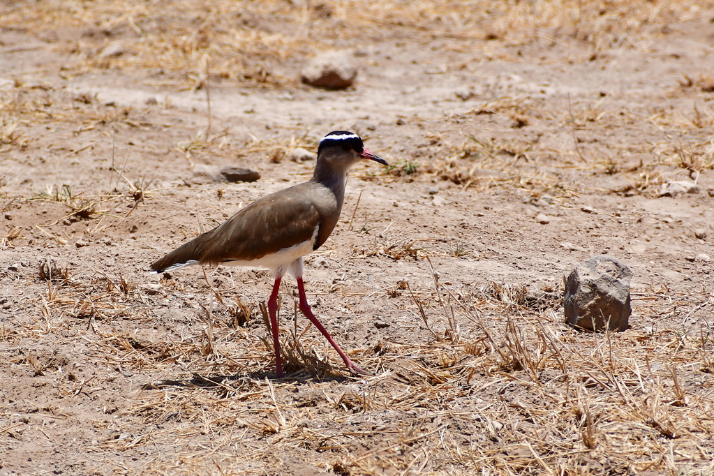 Amboseli Nat. Reserve